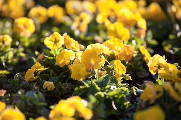 Tonic-and-Dina-Wedding-25